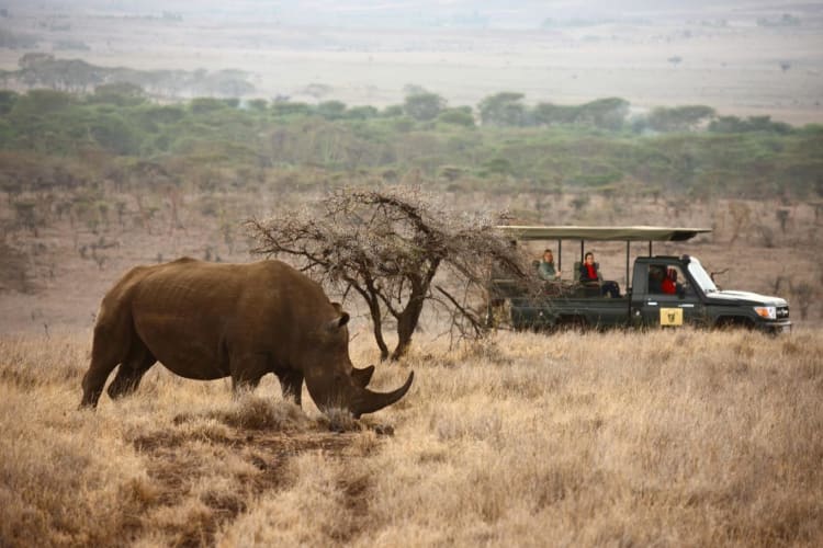 Lewa Safari Camp - Game Drive - Rhino